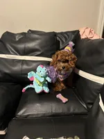 Bella , a female Cavapoo for sale in Columbus Grove, OH – Photo 3 of 3