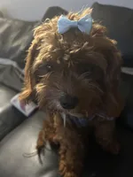 Bella , a female Cavapoo for sale in Columbus Grove, OH – Photo 2 of 3