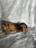 processed/216eb099-5458-498a-a475-0fe1722c75d9/listing/f871a19c-90a7-4d72-81df-58d92243ef8e/08c7e106-f10d-4f2e-b2df-0d9605aadbcb