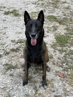 Sava- crate and potty trained, a female Belgian Malinois for sale in Travelers Rest, SC – 5 of 5