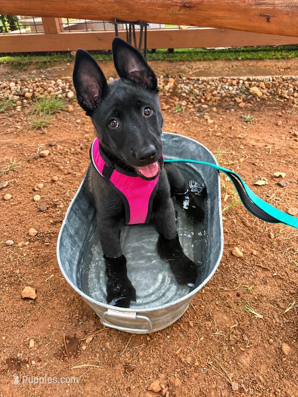 Sava- crate and potty trained – Belgian Malinois puppy for sale in Travelers Rest, SC