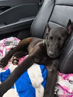 Sava- crate and potty trained, a female Belgian Malinois for sale in Travelers Rest, SC – 3 of 5