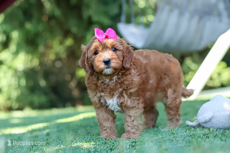 Sylvie – Cavapoo puppy for sale in Dalton, OH