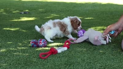 Grey, a male Cavapoo for sale in Dalton, OH – 6 of 6
