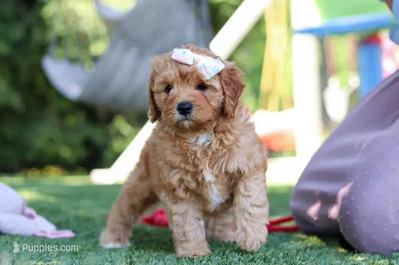 Emma – Cavapoo puppy for sale in Dalton, OH