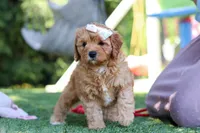 Emma, a female Cavapoo for sale in Dalton, OH – 1 of 5