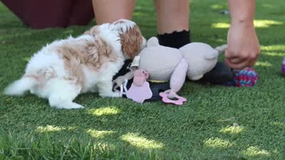 Poppy, a female Cavapoo for sale in Dalton, OH – 6 of 6