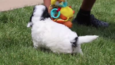 Isaiah, a male Cavapoo for sale in Dalton, OH – 6 of 6