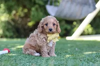 Easton, a male Cavapoo for sale in Dalton, OH – 4 of 6