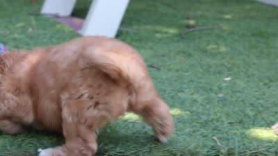 Emma, a female Cavapoo for sale in Dalton, OH – 5 of 5