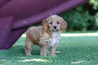 Alexis, a female Cavapoo for sale in Dalton, OH – 2 of 6