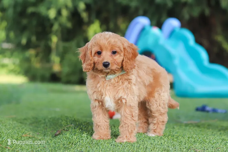 Easton – Cavapoo puppy for sale in Dalton, OH