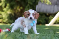 Grey, a male Cavapoo for sale in Dalton, OH – 3 of 6
