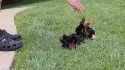Chase, a male Cavapoo for sale in Dalton, OH – 6 of 6