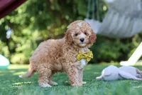 Shepherd, a male Cavapoo for sale in Dalton, OH – 3 of 6