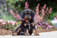 Chase, a male Cavapoo for sale in Dalton, OH – 5 of 6