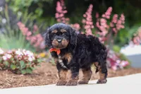 Chase, a male Cavapoo for sale in Dalton, OH – 3 of 6
