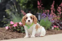 Kobe, a male Cavalier King Charles Spaniel for sale in Dalton, OH – 2 of 6