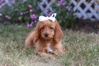 Rose, a female Cavapoo for sale in Dalton, OH – Photo 3 of 6