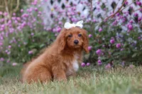 Rose, a female Cavapoo for sale in Dalton, OH – Photo 2 of 6