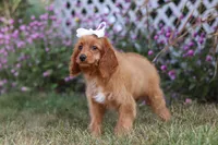 Rose, a female Cavapoo for sale in Dalton, OH – Photo 6 of 6