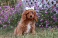 Rose, a female Cavapoo for sale in Dalton, OH – Photo 4 of 6