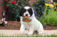Isaiah, a male Cavapoo for sale in Dalton, OH – 2 of 6