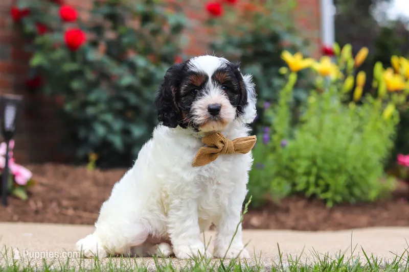 Isaiah – Cavapoo puppy for sale in Dalton, OH
