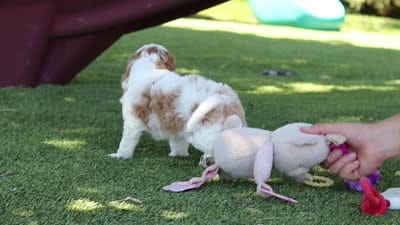Ophelia, a female Cavapoo for sale in Dalton, OH – 6 of 6