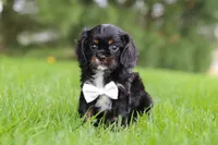 Jackson, a male Cavalier King Charles Spaniel for sale in Dalton, OH – Photo 1 of 5