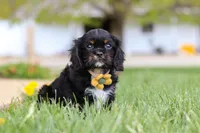 Jackson, a male Cavalier King Charles Spaniel for sale in Dalton, OH – Photo 3 of 5