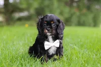 Jackson, a male Cavalier King Charles Spaniel for sale in Dalton, OH – Photo 2 of 5