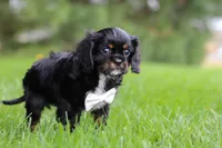 Jackson, a male Cavalier King Charles Spaniel for sale in Dalton, OH – Photo 5 of 5