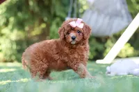 Blaire, a female Cavapoo for sale in Dalton, OH – 4 of 6