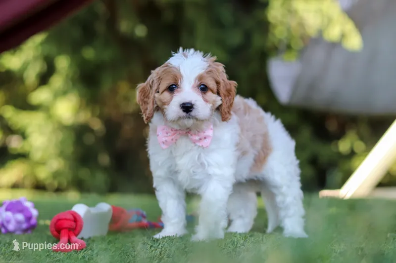 Poppy – Cavapoo puppy for sale in Dalton, OH