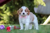 Poppy, a female Cavapoo for sale in Dalton, OH – 1 of 6