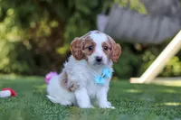 Grey, a male Cavapoo for sale in Dalton, OH – 4 of 6
