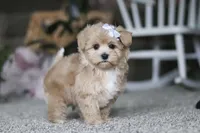 Elsa, a female Havapoo for sale in Dalton, OH – Photo 6 of 6