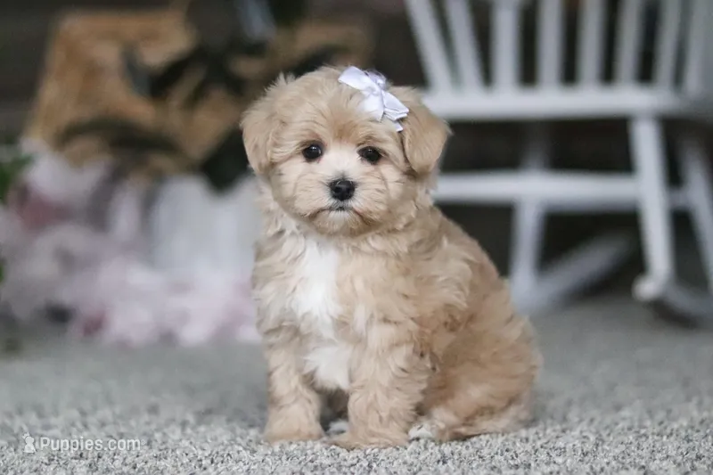 Elsa – Havapoo puppy for sale in Dalton, OH