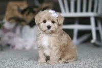 Elsa, a female Havapoo for sale in Dalton, OH – Photo 1 of 6