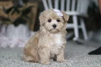 Elsa, a female Havapoo for sale in Dalton, OH – Photo 4 of 6