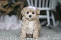 Elsa, a female Havapoo for sale in Dalton, OH – Photo 2 of 6