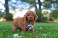 Austin, a male Cavapoo for sale in Dalton, OH – Photo 3 of 4