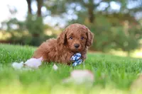 Austin, a male Cavapoo for sale in Dalton, OH – Photo 2 of 4