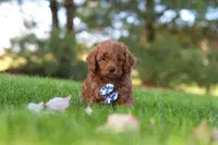 Austin, a male Cavapoo for sale in Dalton, OH – Photo 1 of 4
