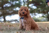 Dylan, a male Cavapoo for sale in Dalton, OH – Photo 1 of 7