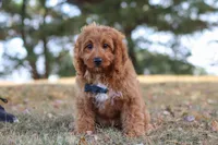 Dylan, a male Cavapoo for sale in Dalton, OH – Photo 2 of 7