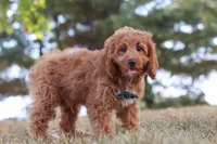 Dylan, a male Cavapoo for sale in Dalton, OH – Photo 6 of 7