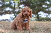 Dylan, a male Cavapoo for sale in Dalton, OH – Photo 3 of 7
