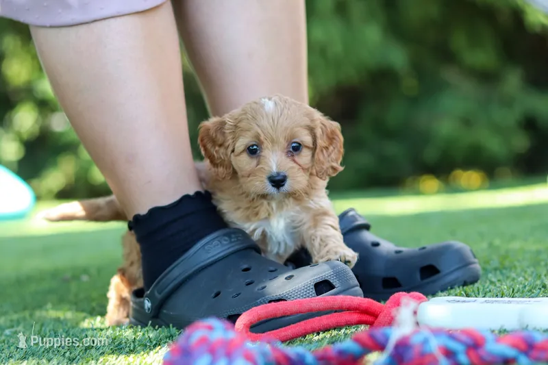 Alexis – Cavapoo puppy for sale in Dalton, OH